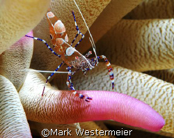 Balancing Act - Image of shrimp taken in Bonaire with a N... by Mark Westermeier 